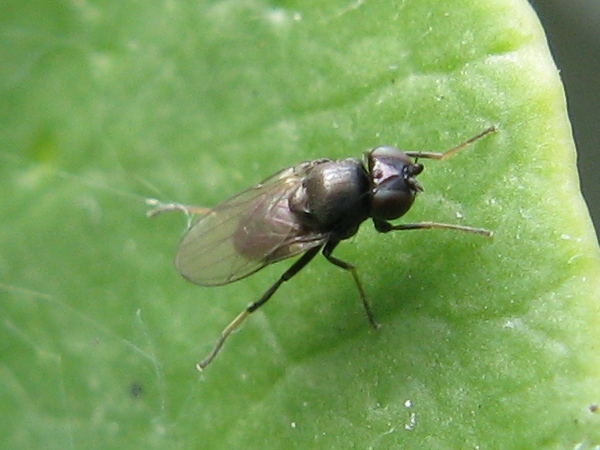 Possibile Oscinella sp. (Chloropidae)